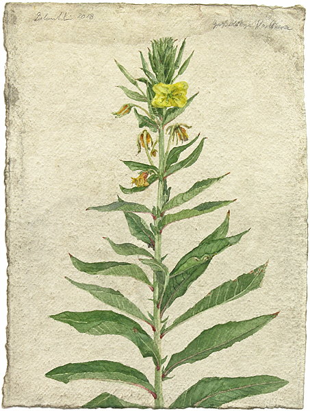 pl14
